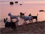 swimming bullies (13)