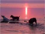 swimming bullies (2)