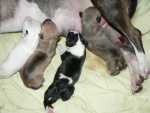 4 sisters
