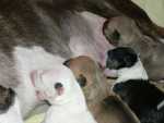 4 sisters eating