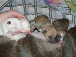 2 white and 2 red girls