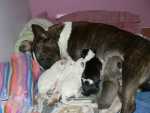 mother with newborn puppies