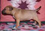 5 weeks
