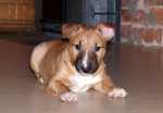 7 weeks