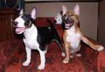Buba & Scully