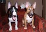 Buba & Scully