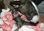 newborn