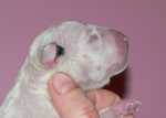 newborn