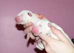 white sisters