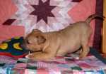 5 weeks