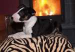 7 weeks