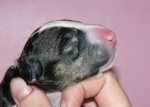 newborn