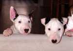 white sisters