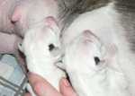 white sisters eating