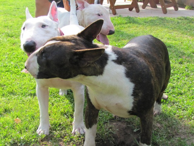 Cassidy, Sebastian (2)