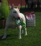 maximus4