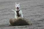 mosse mosse3