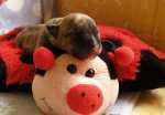 solid brindle bitch