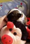 brindle & white male