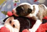 brindle & white male