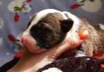 brindle & white male