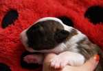 brindle & white male