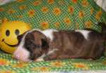 brindle & white bitch