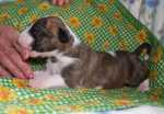brindle & white bitch