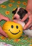 brindle & white male