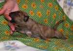 solid brindle bitch