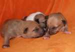 red puppies