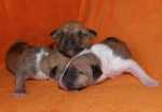 red puppies