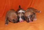 red puppies