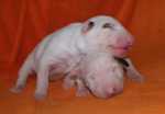 white puppies