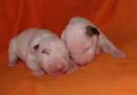 white puppies