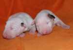 white puppies