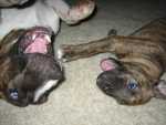 Diva&Max09 004