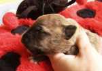 solid brindle bitch