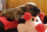 solid brindle bitch