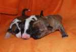 brindle puppies