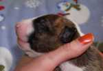 brindle & white bitch