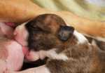 brindle & white bitch