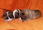 brindle puppies