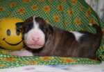 brindle & white bitch