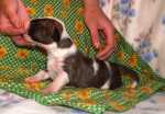 brindle & white male