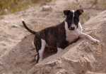 Ajax 3 month