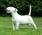 11 weeks