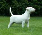 11 weeks