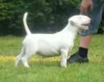 11 weeks