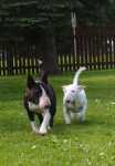 with minibull Wifi